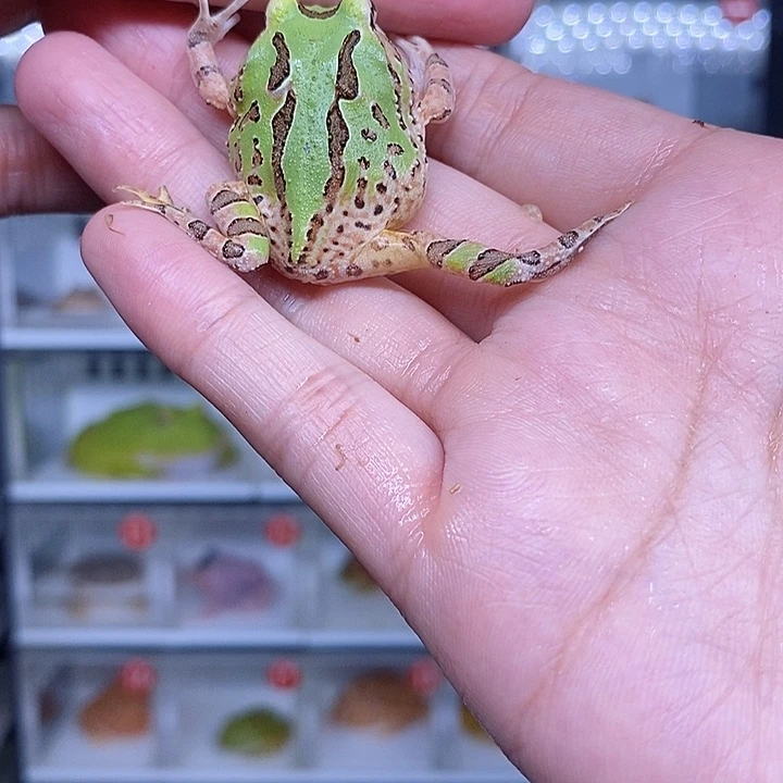 特价秒杀现货特价蝴蝶