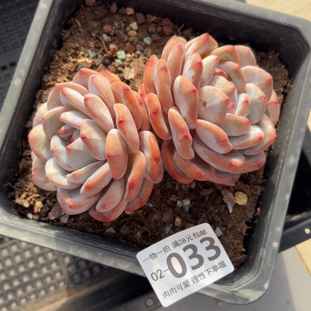 石榴籽无盆土发货无