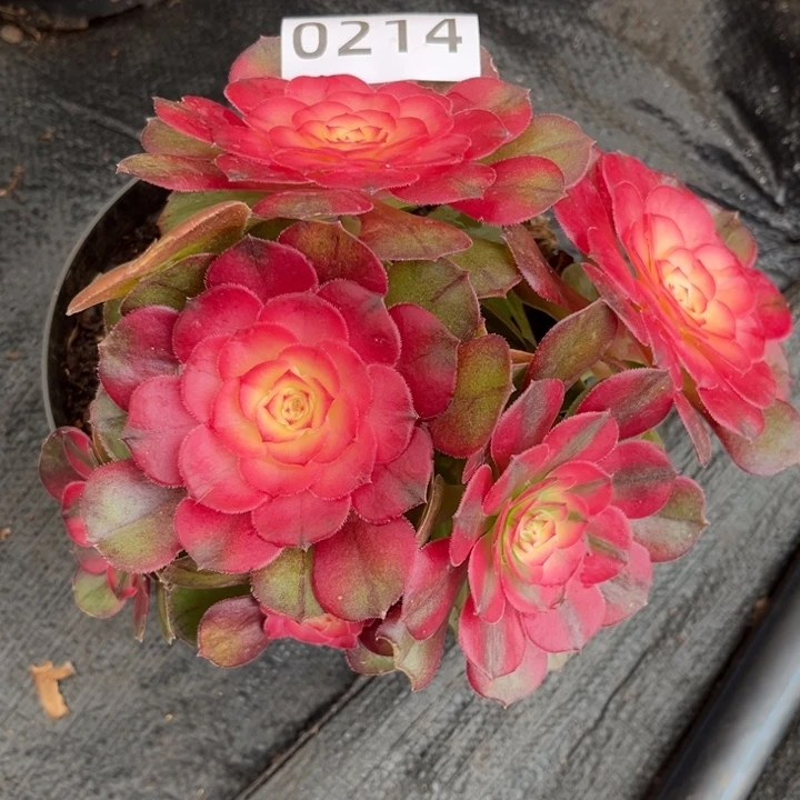 荔枝有砍不售后特价多肉