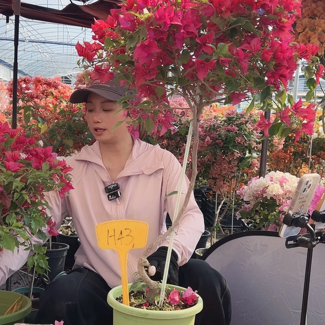 I***S大部分花苞少量开放H43酒红桑巴