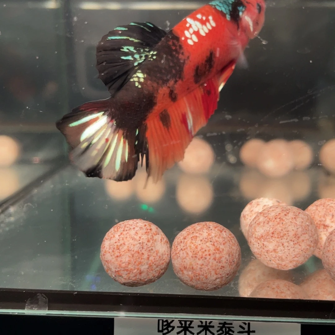 斗鱼12.27 巨斗 104