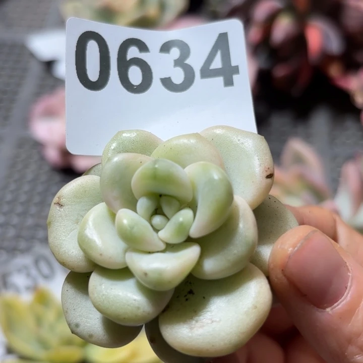 梅花鹿锦多肉植物