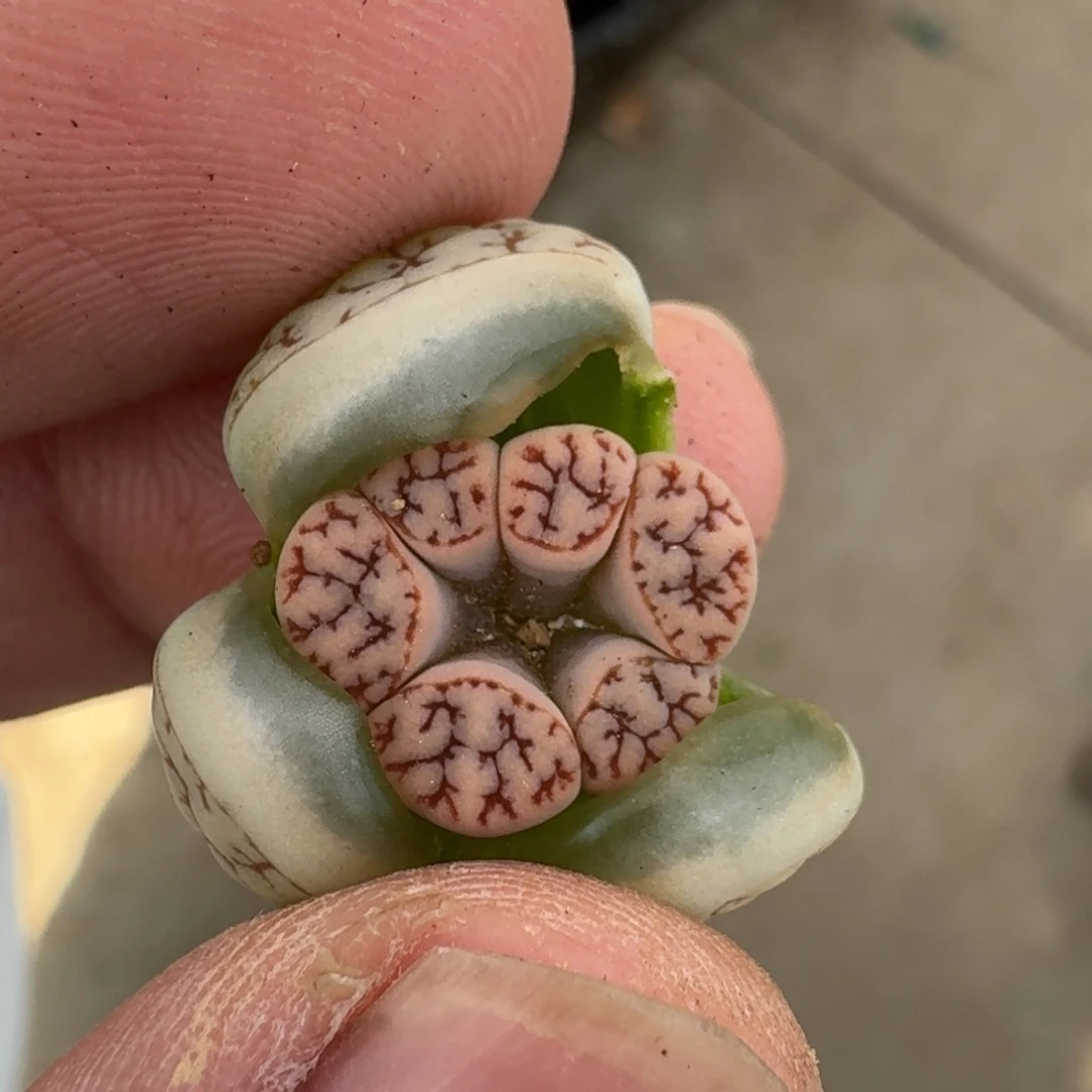 陈***y云缦精品番杏20.10