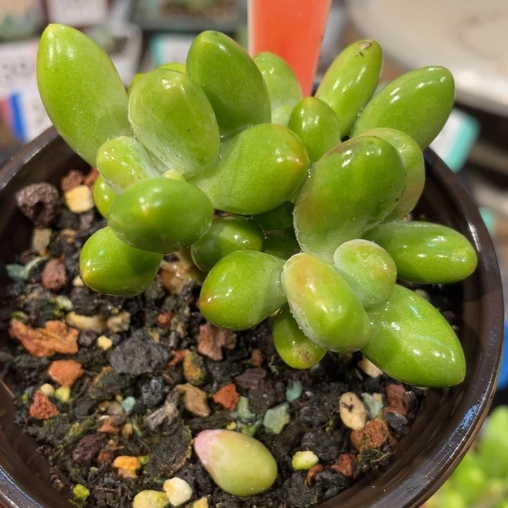 芒果一片锦441号的啊多肉啊啊