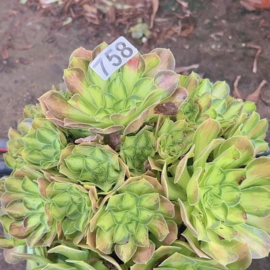 花***9多肉植物一个少华