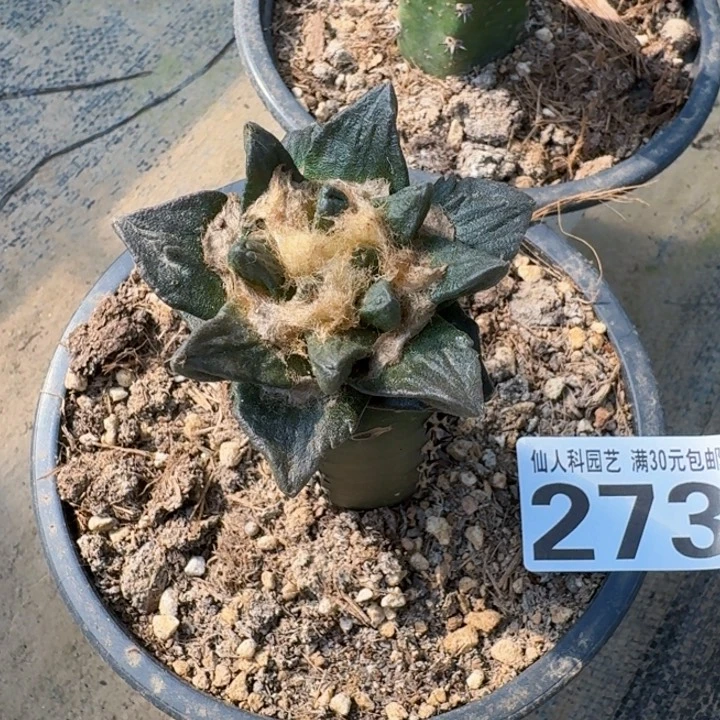 无花朵273大尤龙角牡丹仙人球