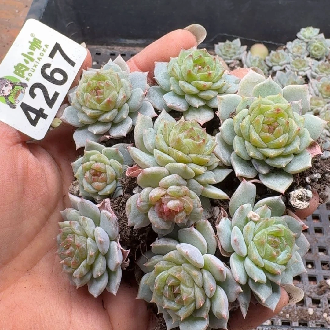 多肉植物多肉植物