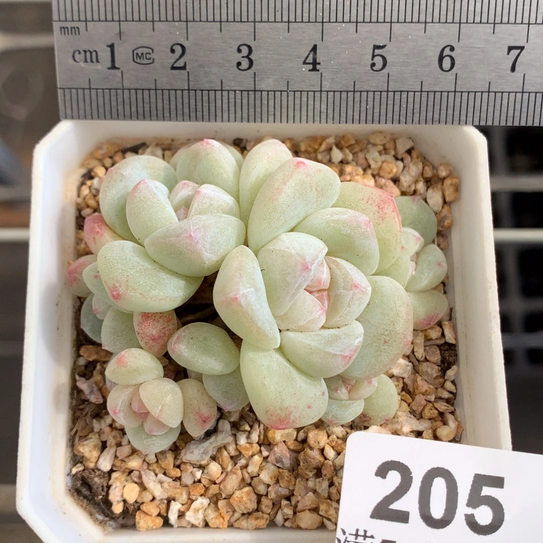 205七头白体糖心冰玉冠服6