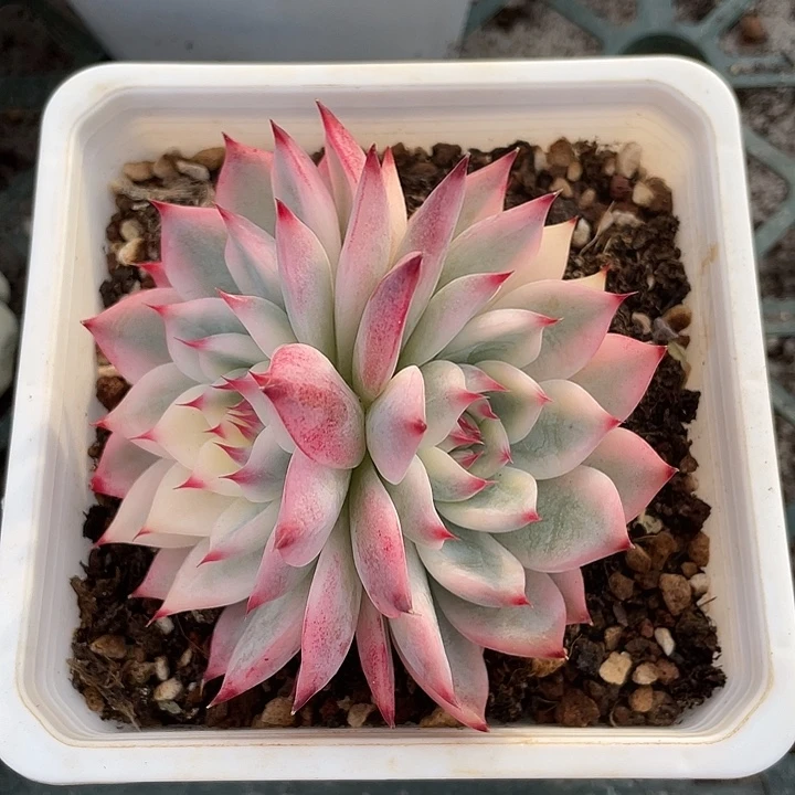 吉娃娃锦双头一物一拍