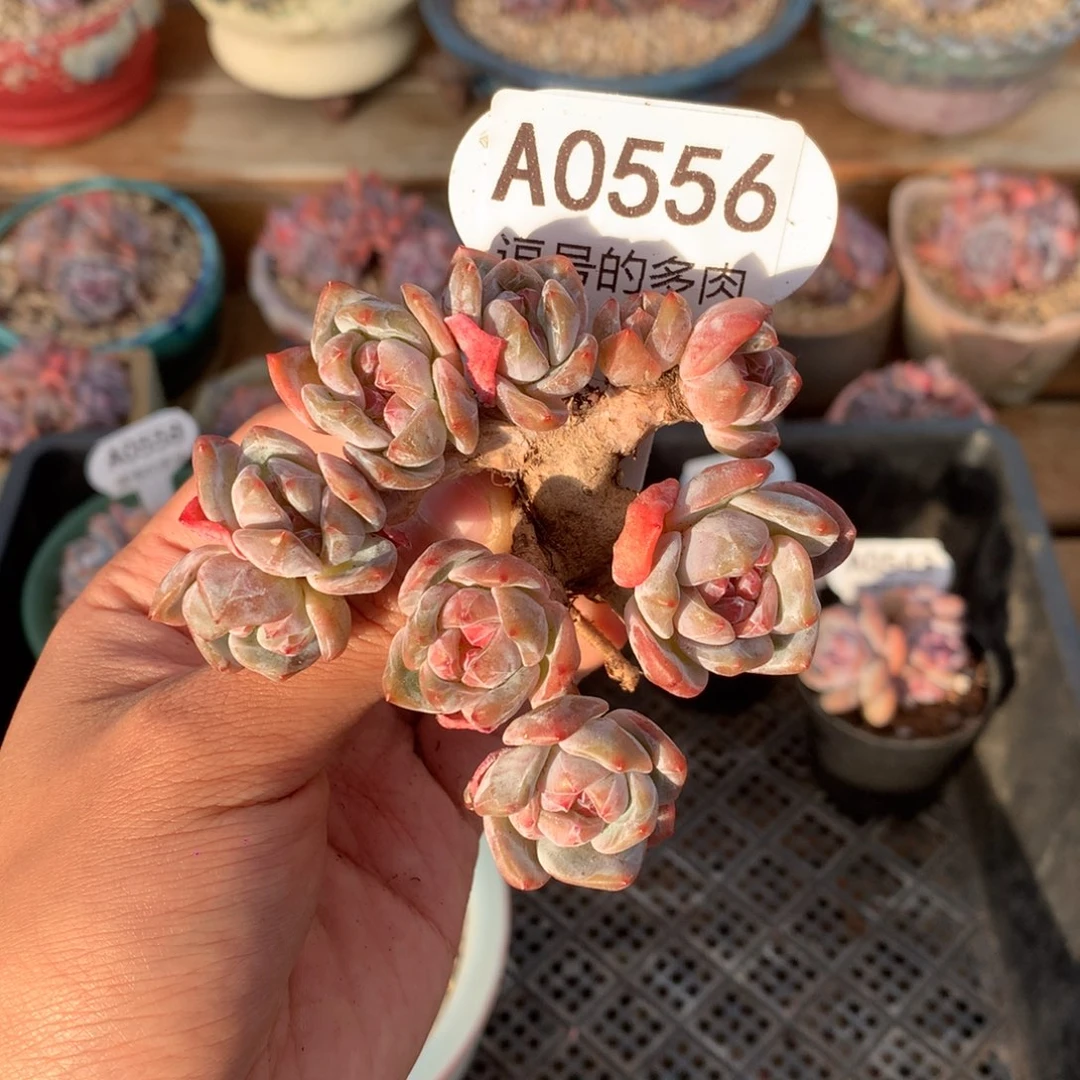 A0556 星影小树 有砍 9cm