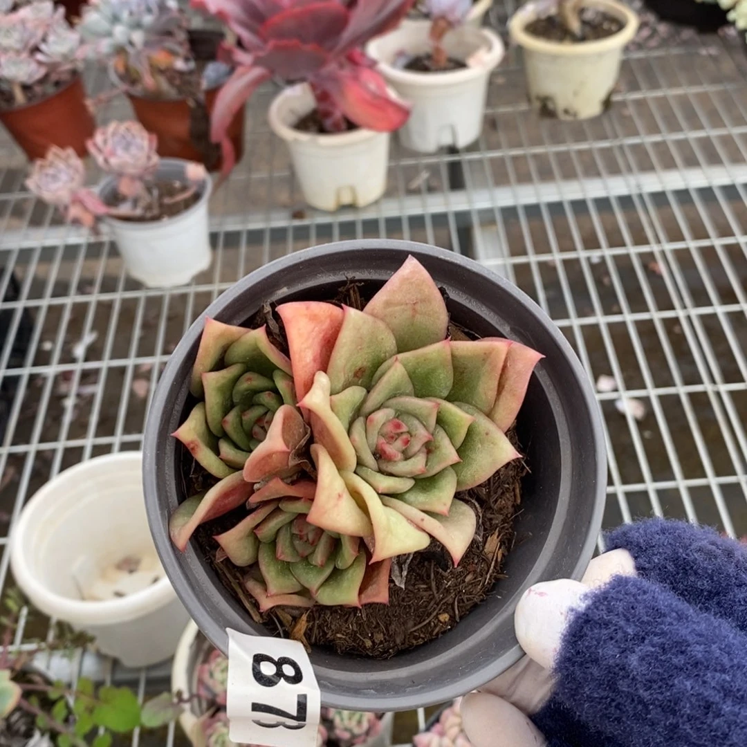 878蔷薇玛利亚一物一拍