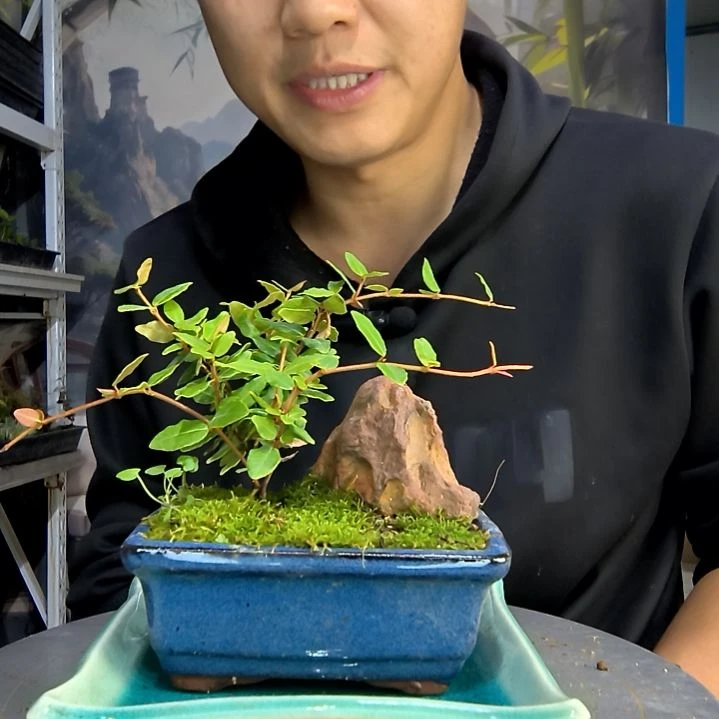 一****l中青园艺一物一拍83