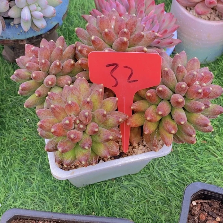 你也别去买药呀亲爱