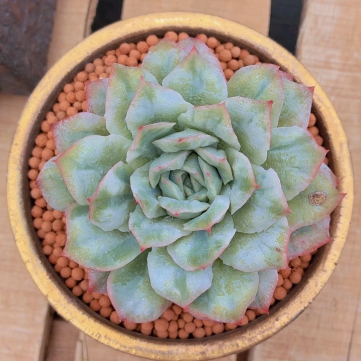 玫瑰型多肉泡泡纱-4