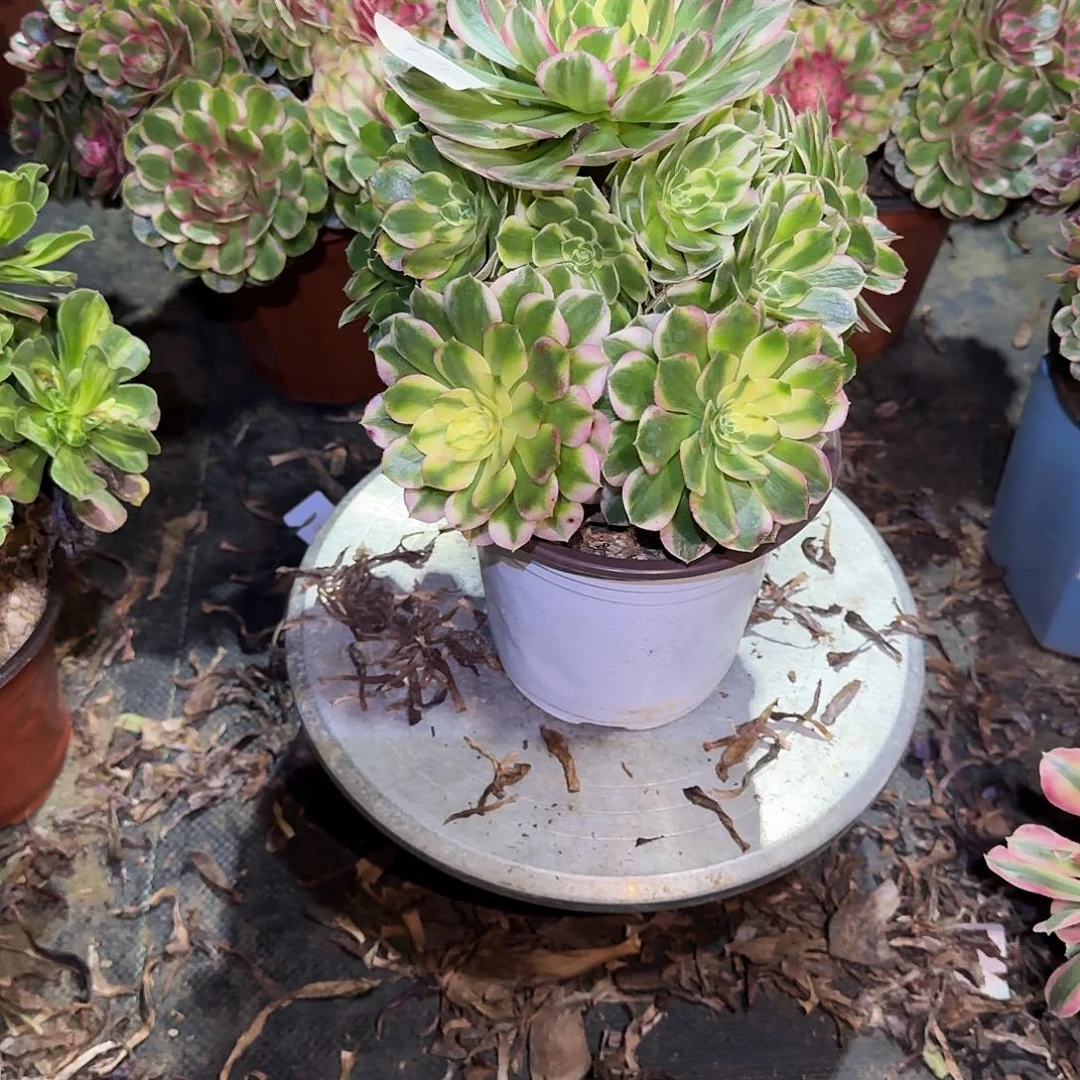 多肉植物海王0471
