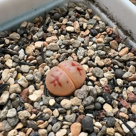 3342，神迪母本带盆发货