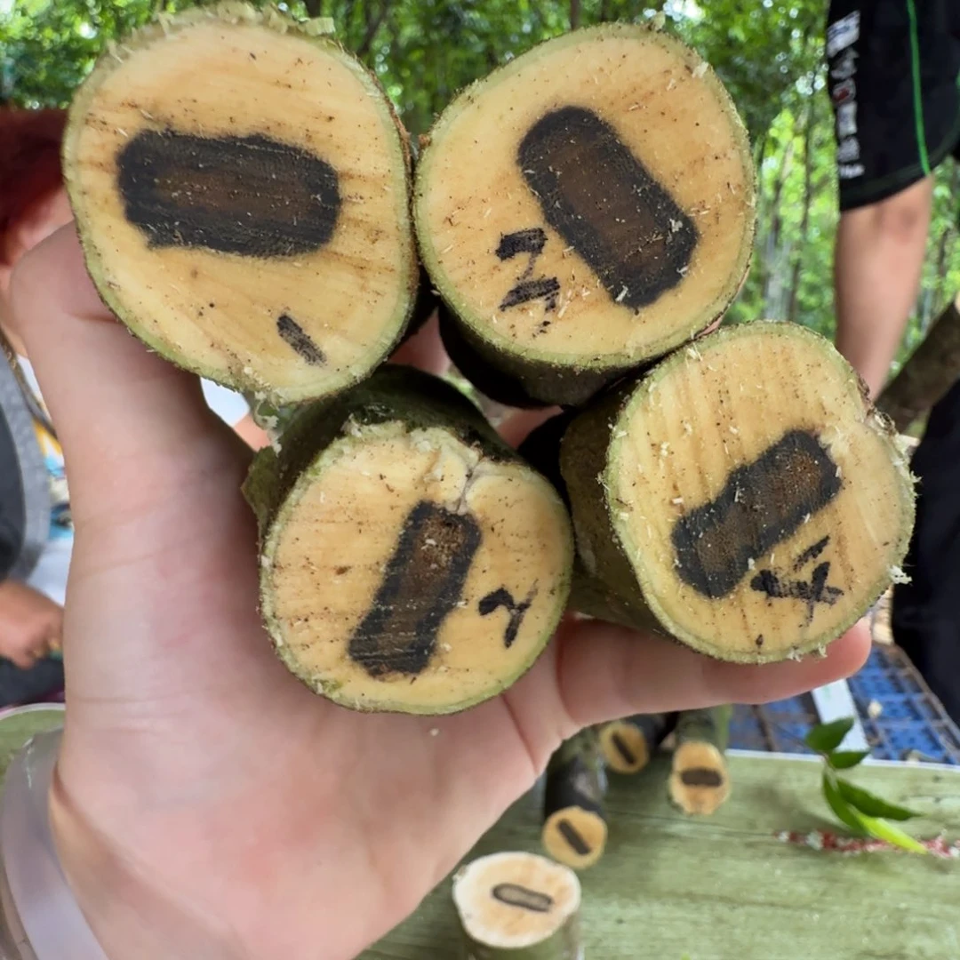 线香奇楠沉香原木