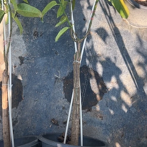 红笔是否能看出一件小事你黄****园