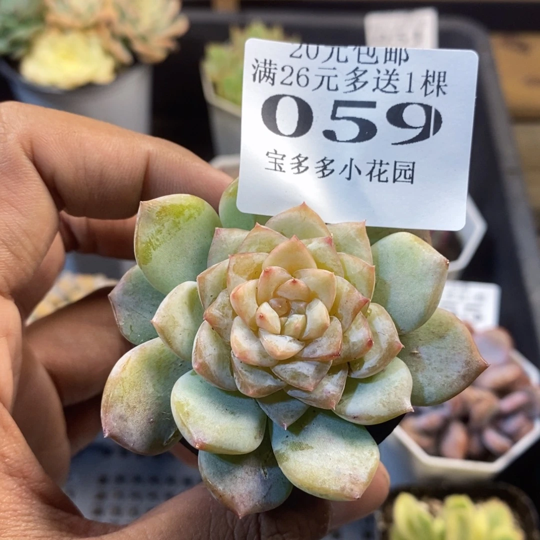 新品糖心珍妮一物一拍满20包邮满26送一颗多肉