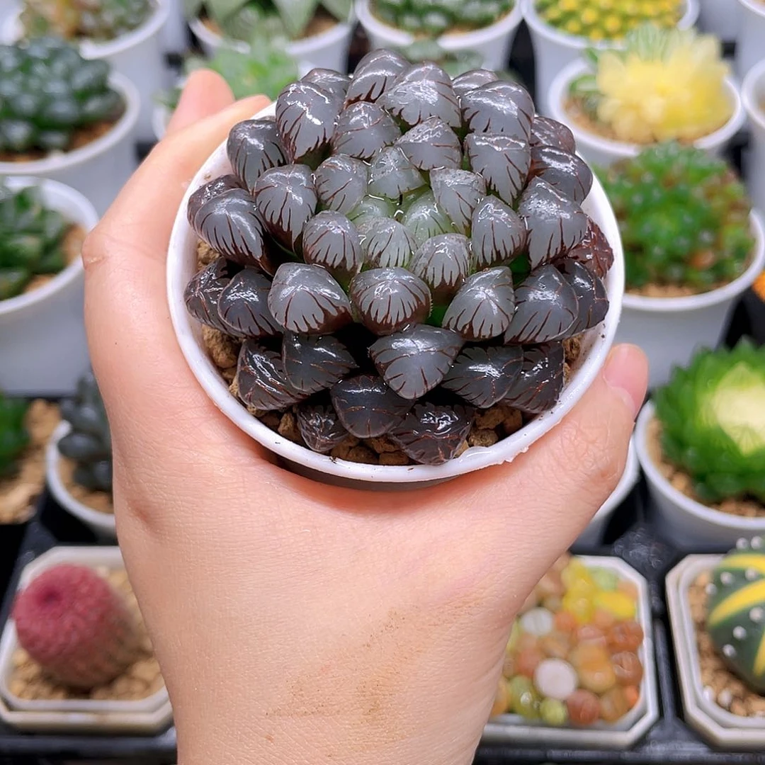 紫冰灯玉露，原盆