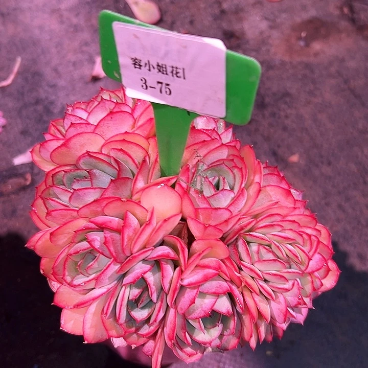 3.75牡丹亭带盆一个