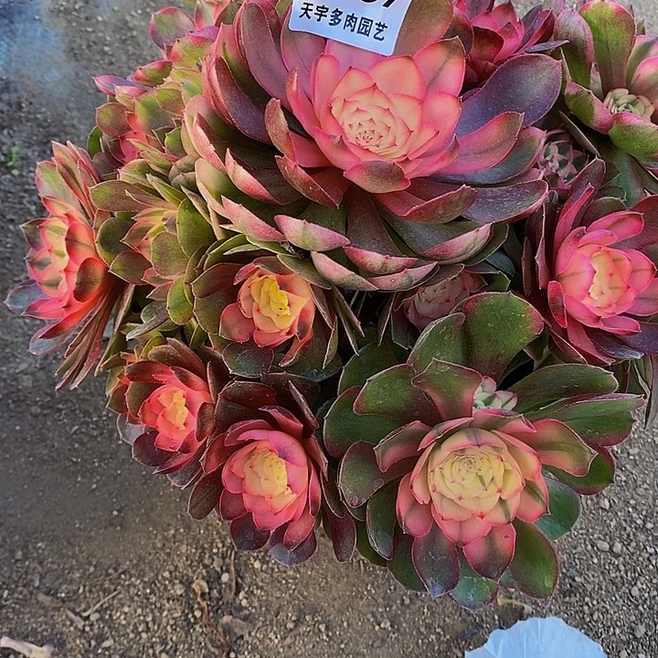 多肉植物荔枝857多肉
