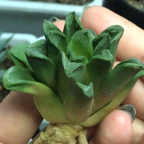 美惠寿哈哈哈哈哈哈