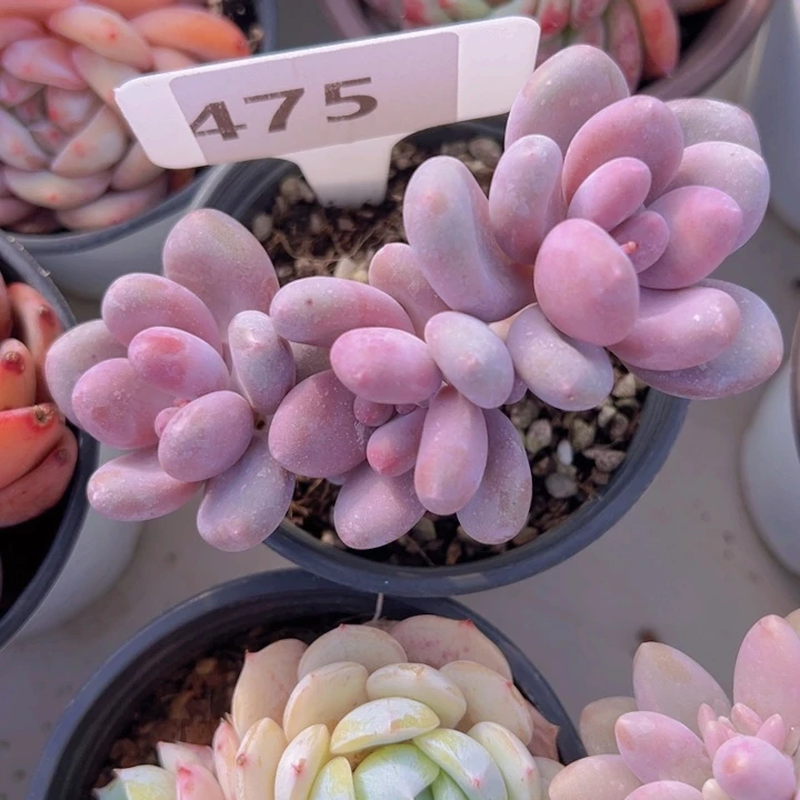 健健康康平平安安