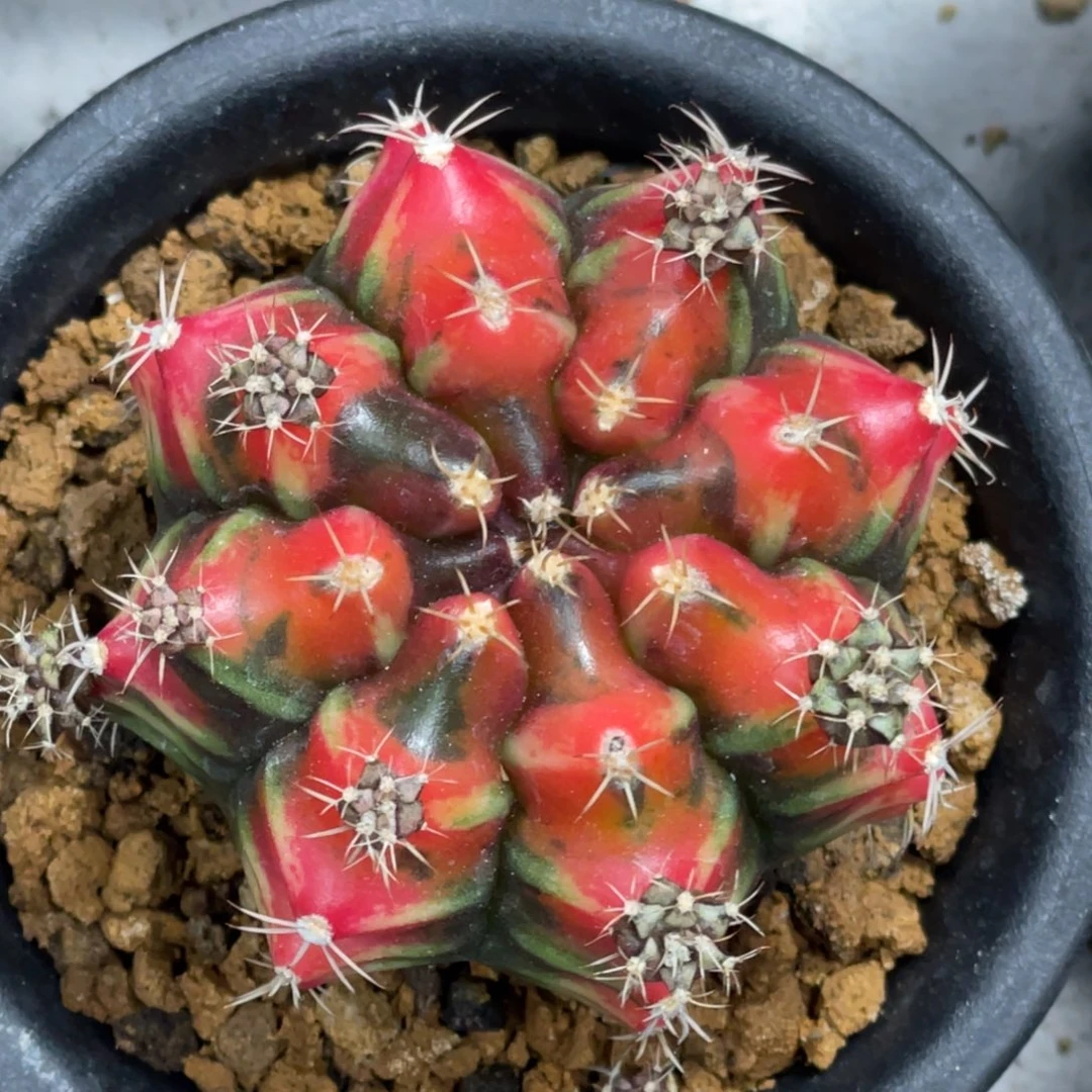 当前无花朵，栽培后可花朵山姆