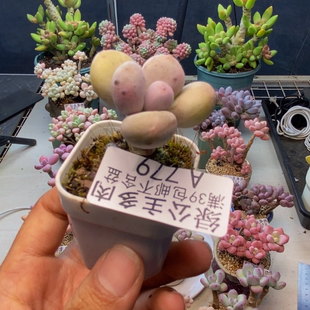 779蛋黄奶多肉3c m