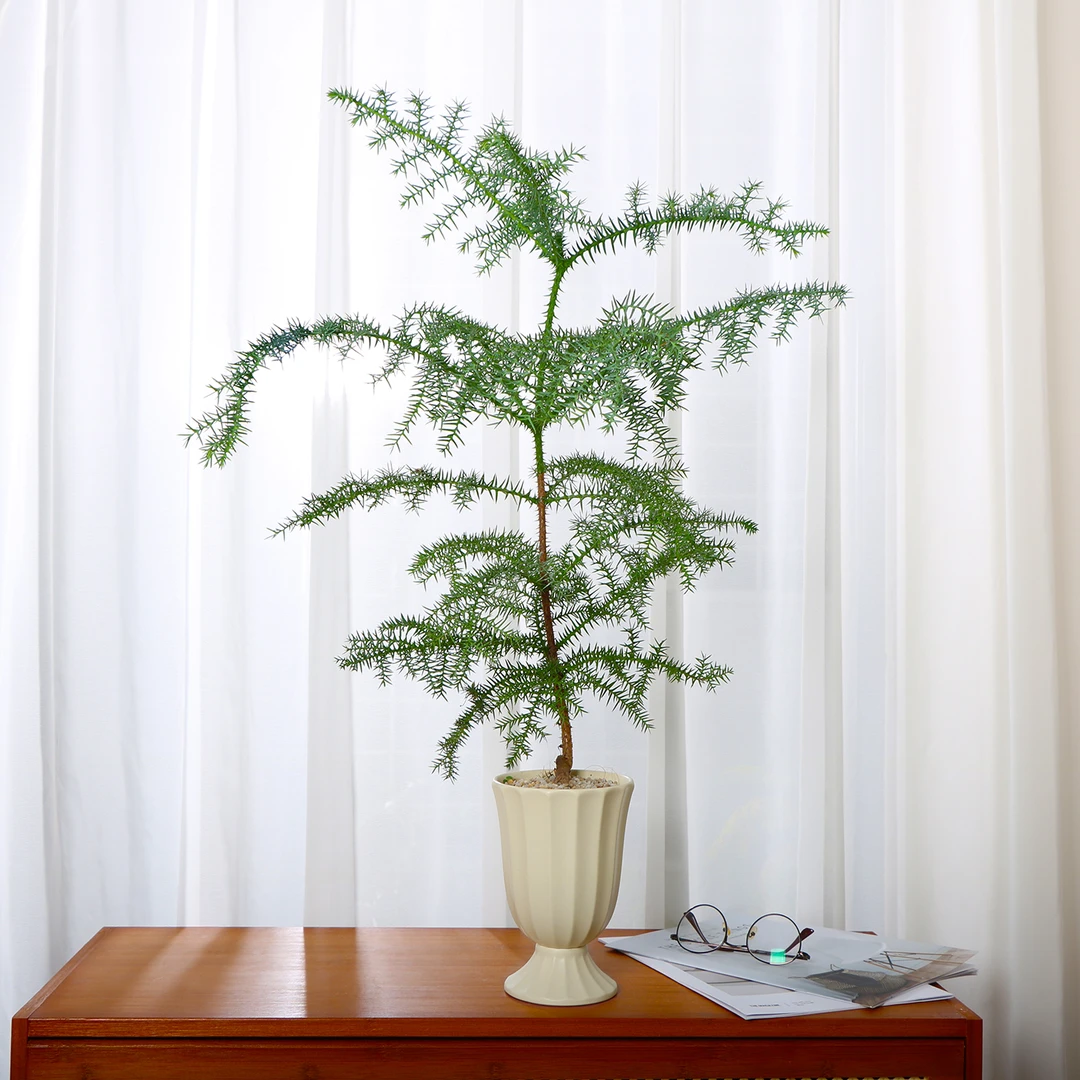 澳洲杉植物懒人阳台耐阴好养室内盆栽大气绿植四季常绿北欧风绿植