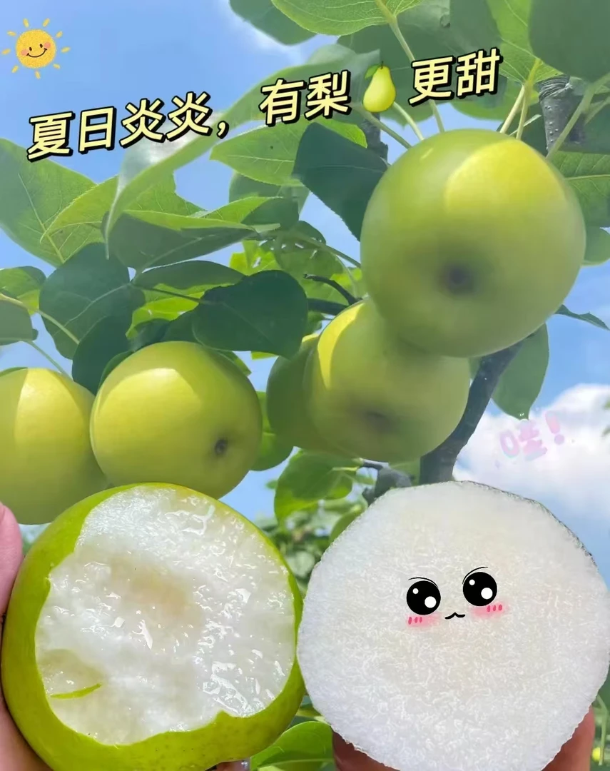 帝乡枣阳现摘现发脆梨酥梨