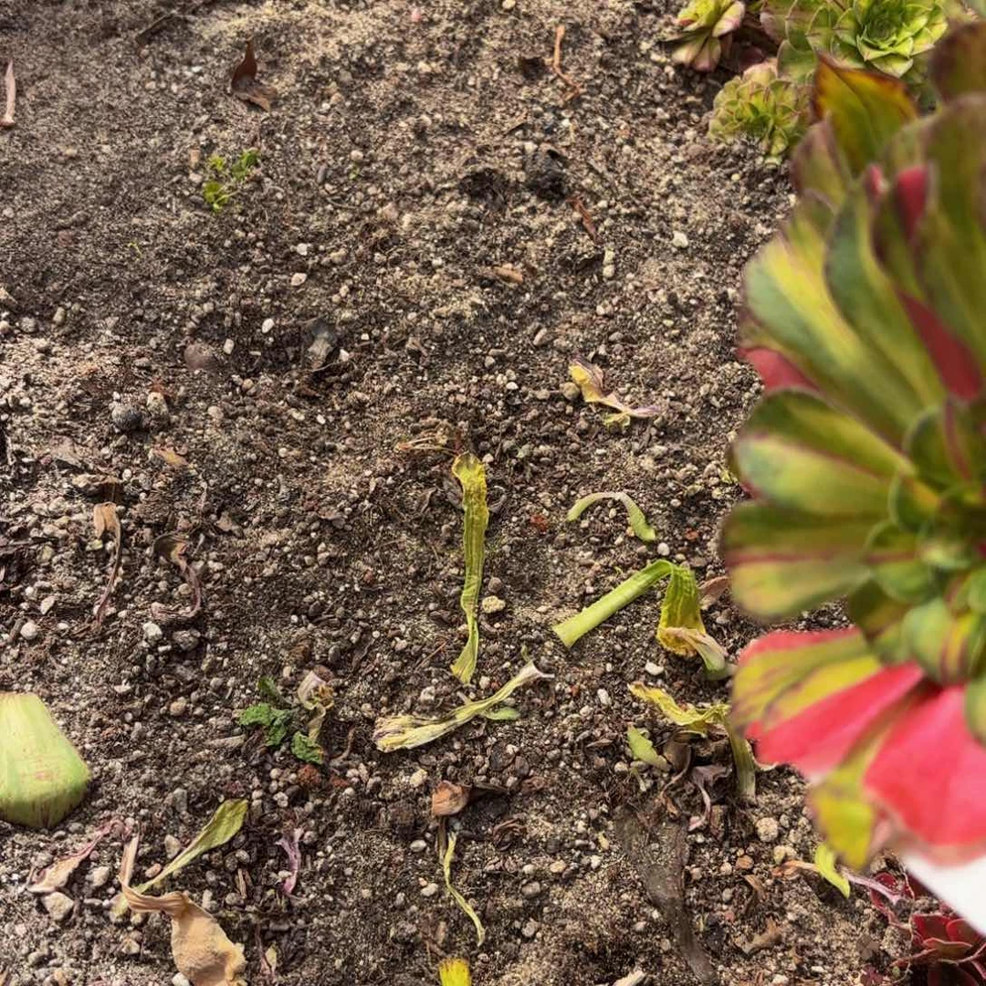 春***平多肉植物哈哈764特价