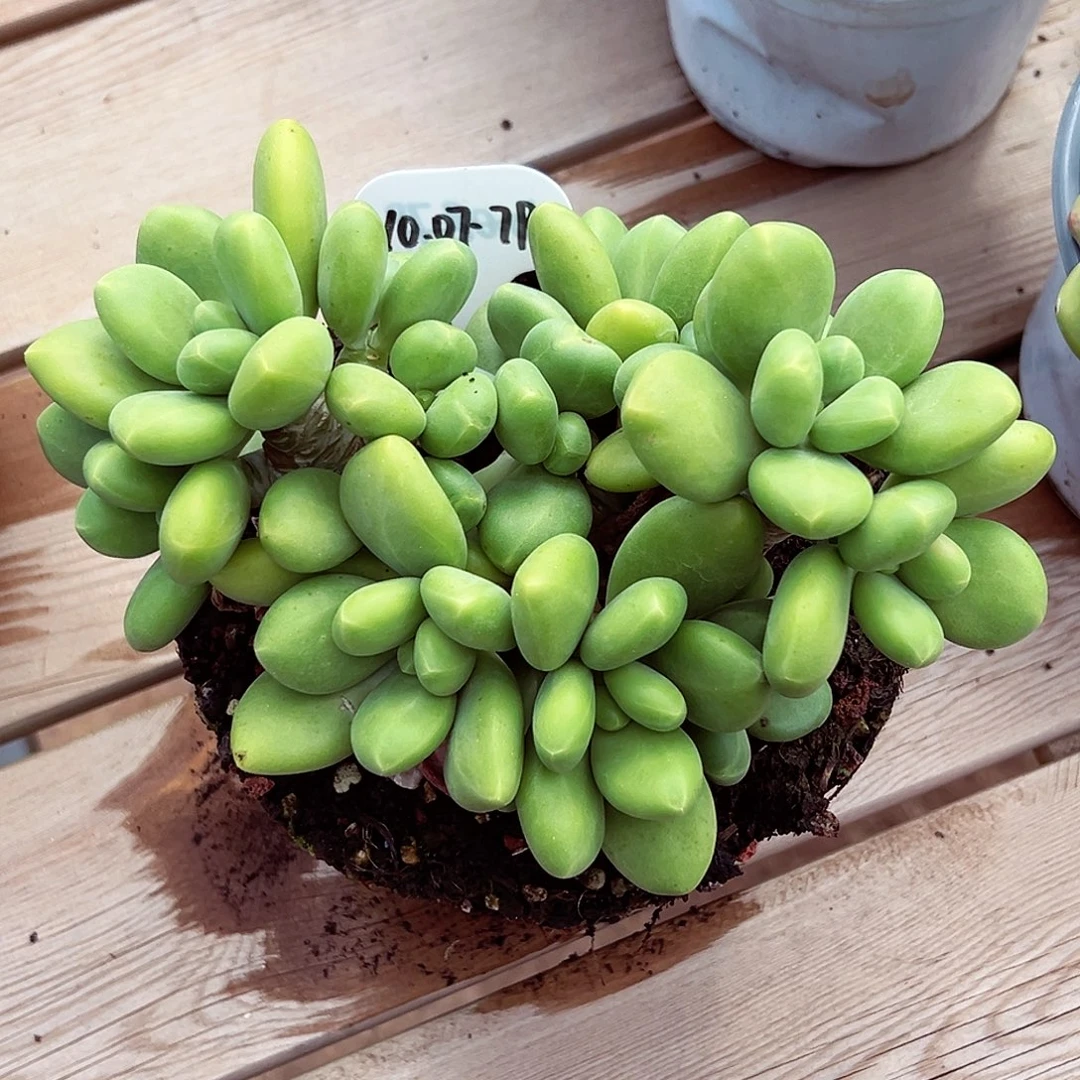 1007-79绝绝子芒果奶群