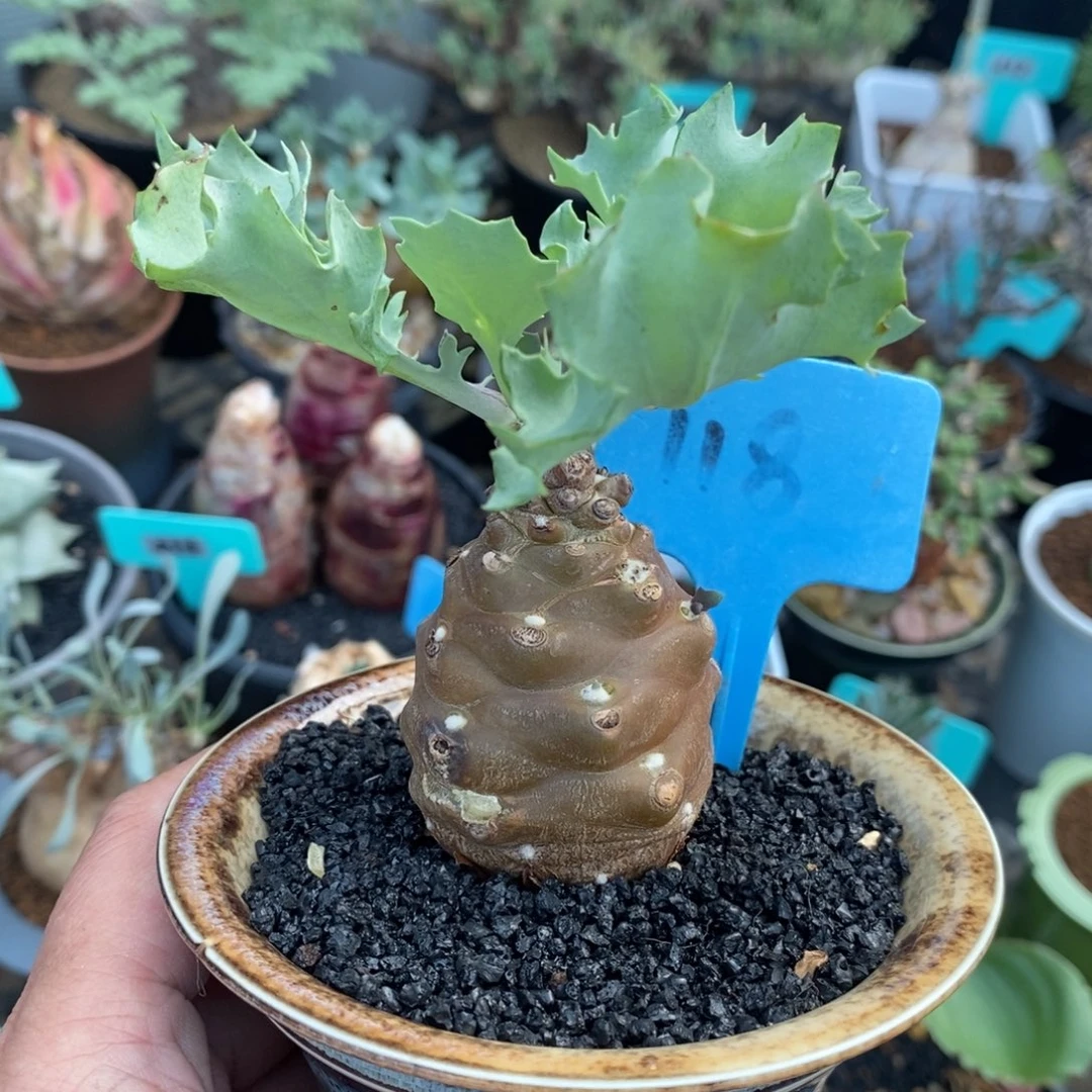 蛮鬼塔杂雪鹿厚炖菊多肉植物