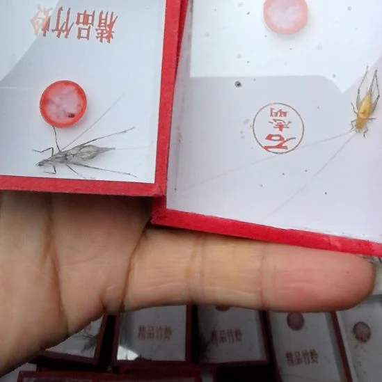 蟋蟀石志明冬蛉加黑紫