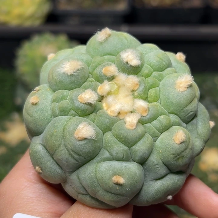 清****菌299 落地无根 四月上盆