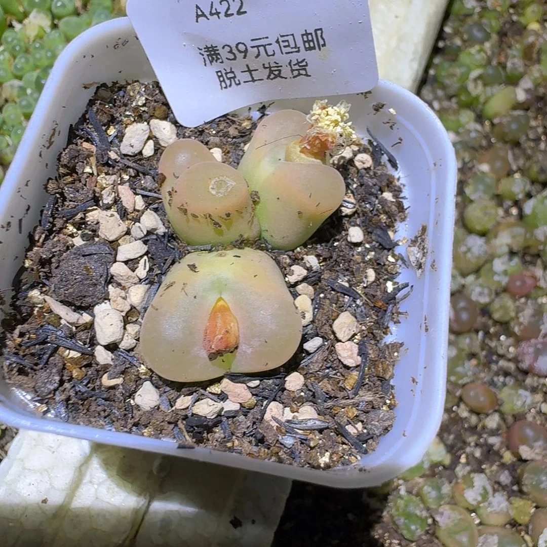 422多肉哈哈哈哈哈哈哈