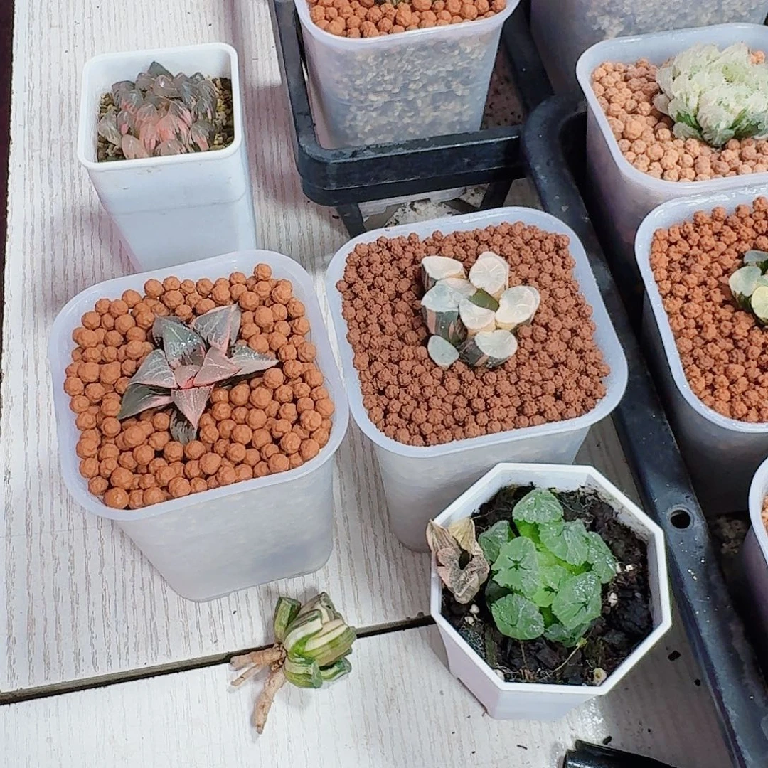 3***0十二卷 5颗福利套餐