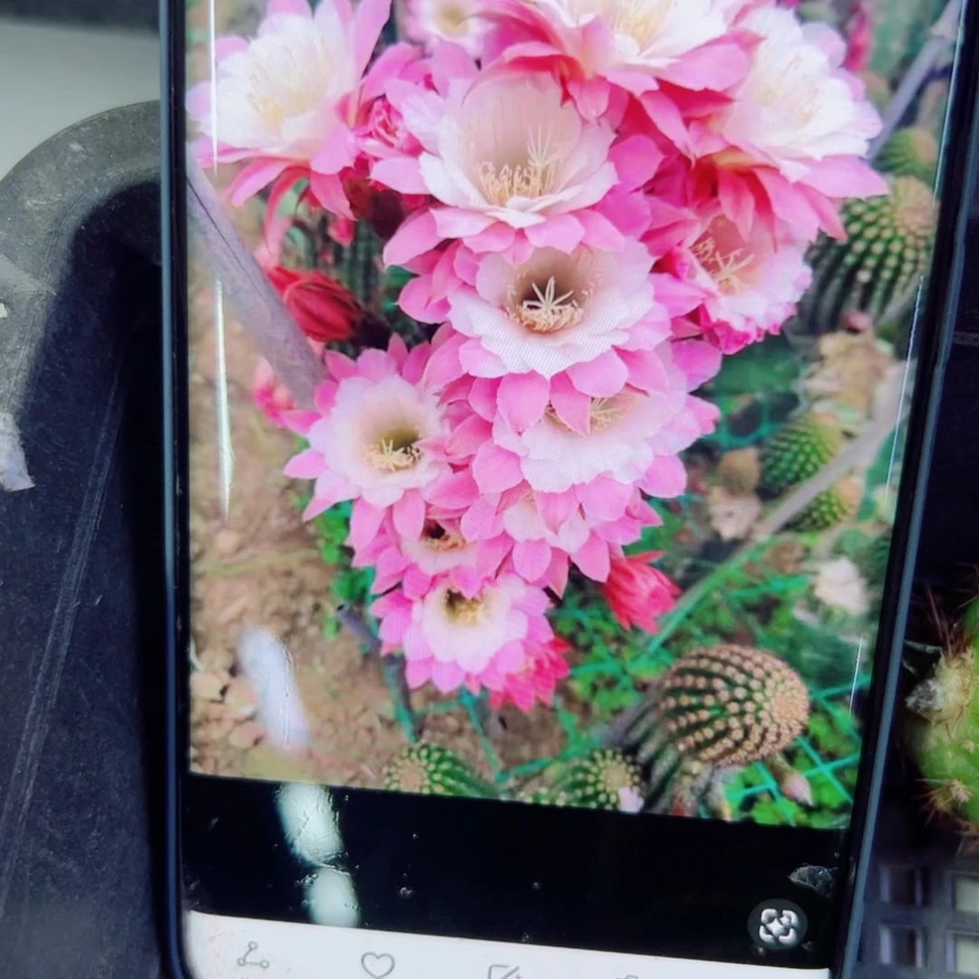 下108金妞菲德尔歪无根侧芽18公分左右20包邮