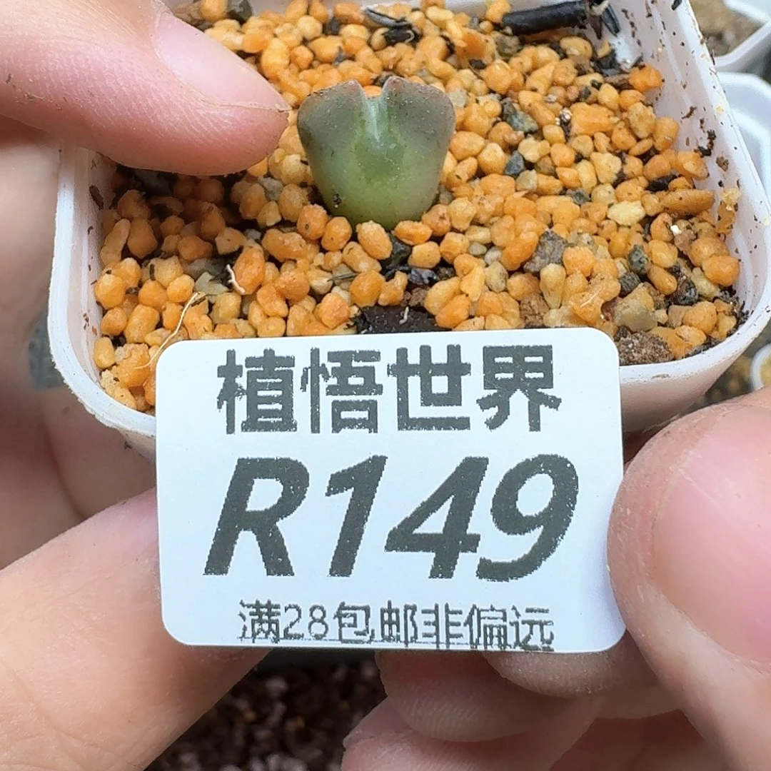 多肉植物的润泽地和