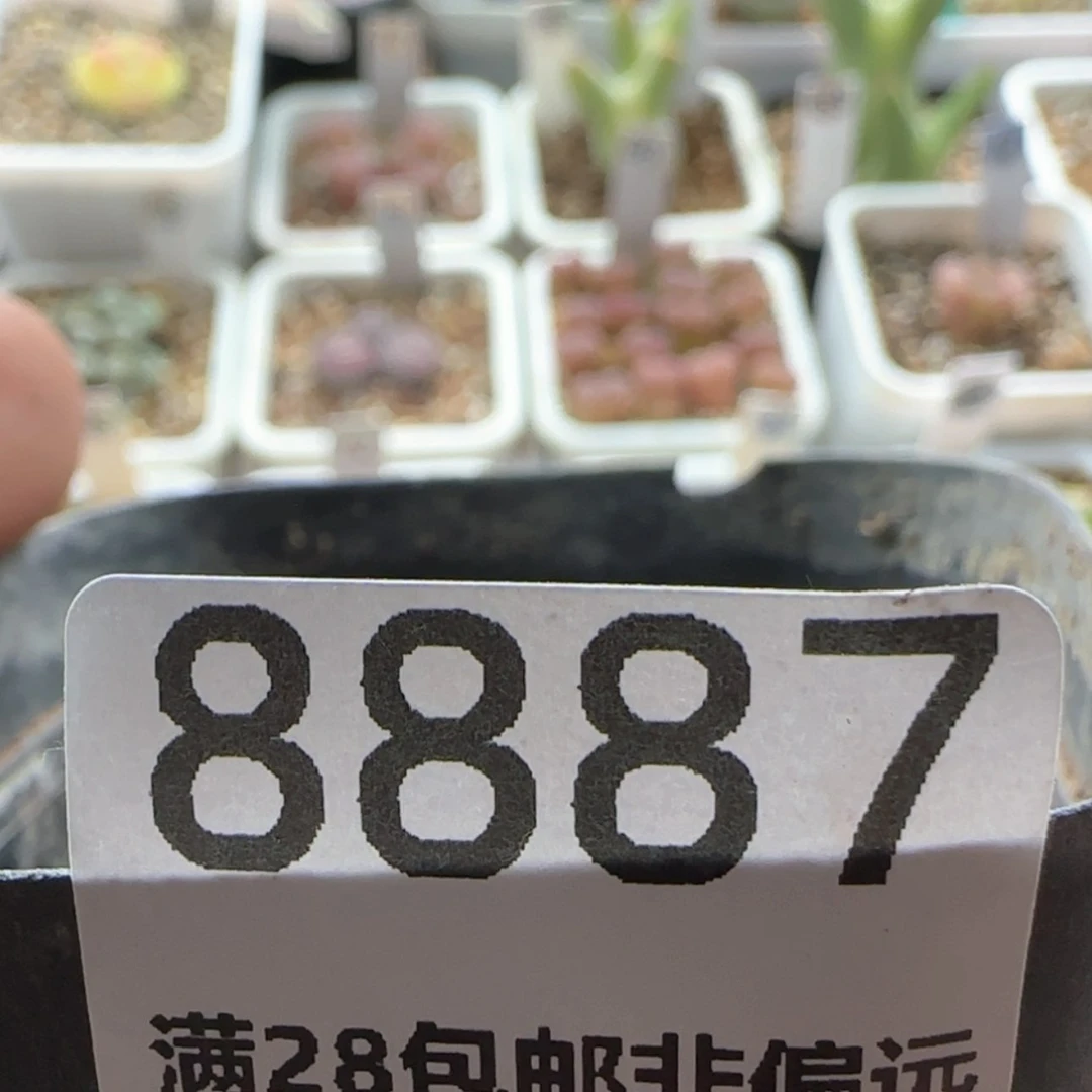 【闪购商品】一*″8887