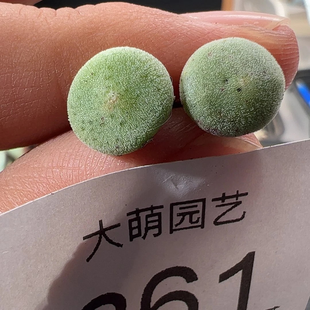 一物一拍脱土发。  861