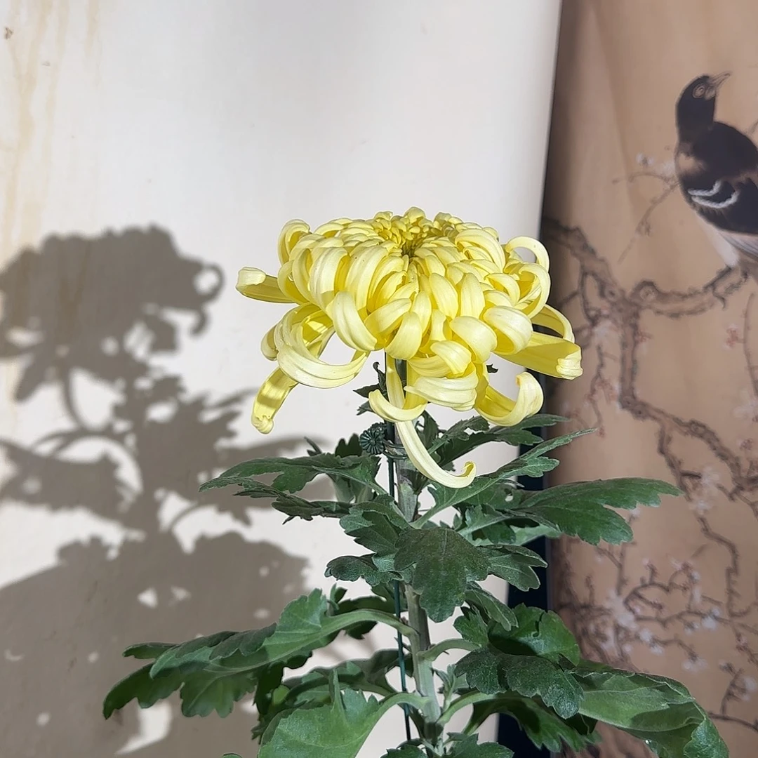 全部花朵F3333333