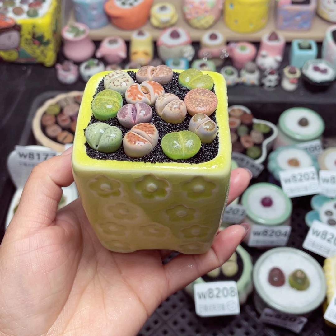 w8209 带盆土发货-零下地区拍保温箱