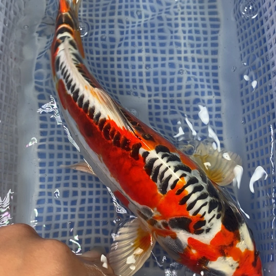 锦鲤冷水锦鲤包邮