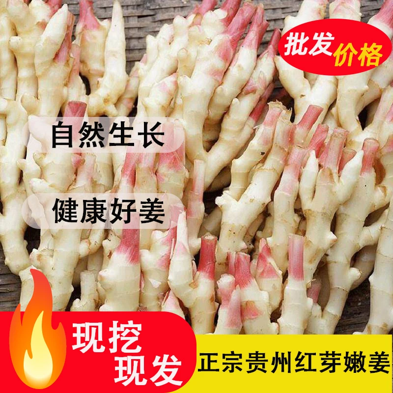 贵州红芽嫩姜现挖现发小生姜新鲜嫩姜农家自种优质小黄姜种姜批发