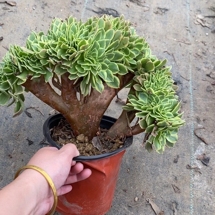青檬缀21多肉植物法师法师