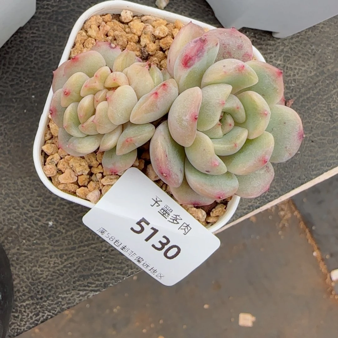 红恋缀化，5130多肉