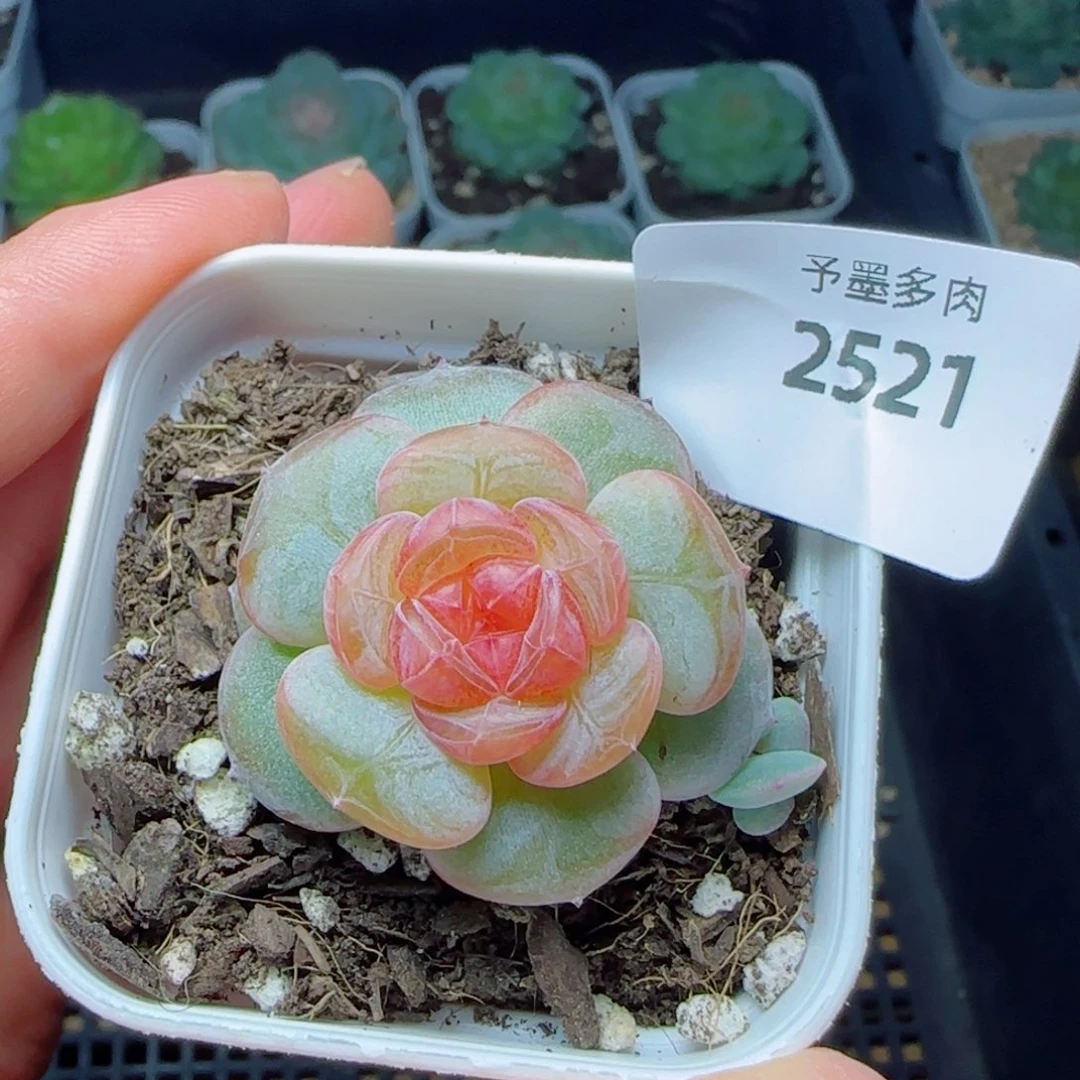 孤品，2521多肉植物